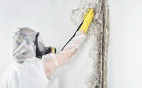 Reliable Georgetown, OH Mold Removal Solutions